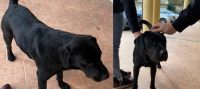Piazza Armerina – Ritrovato un Labrador nero dalle parti di Via Alfieri