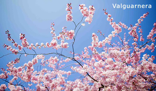 Valguarnera: da venerdì prende il via la prima “Festa di Primavera”