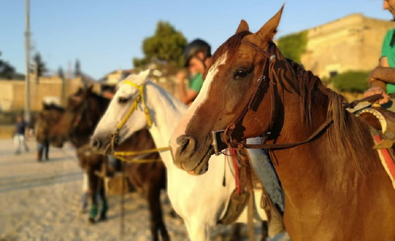 Palio dei Normanni – I cavalieri giostranti: “al primo posto la sicurezza. Regaliamo un nuovo saraceno all’amministrazione”