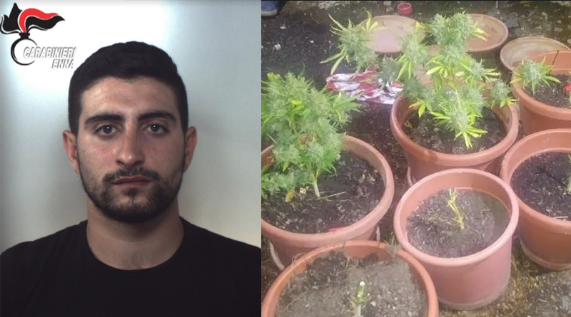 Regalbuto – Coltivava droga in un vecchio casolare : arrestato dai Carabinieri