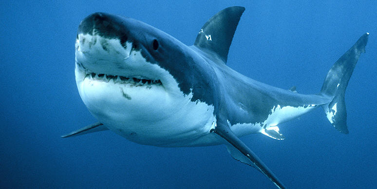 A causa del riscaldamento del mare arrivano nuove specie di squali nei nostri mari 0 (0)