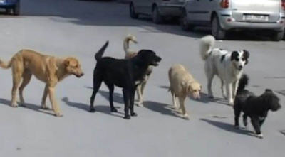 Piazza Armerina – Signora aggredita perché sfama dei cani: denunciato un uomo