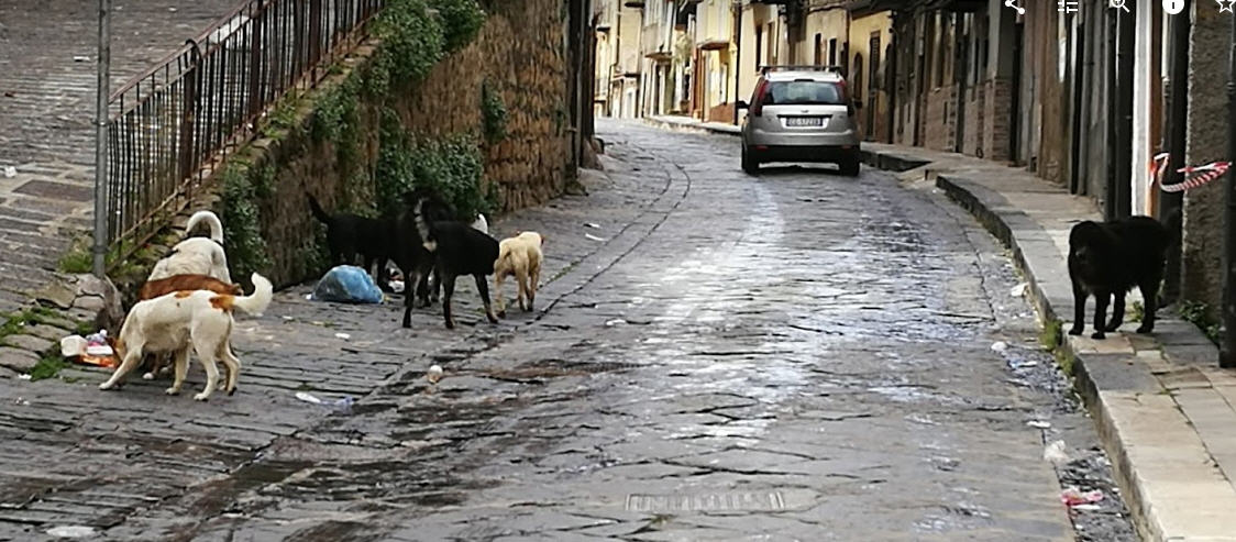 Randagismo: aggredito un bambino. L’amministrazione comunale: “contro il fenomeno fatto il possibile”