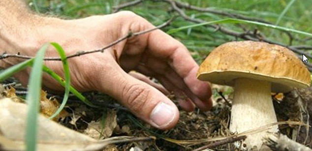 Enna – Centro Anziani Don Leo Vetri: al via incontri sui funghi in Sicilia