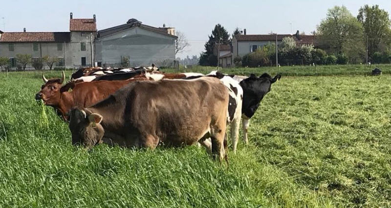 Allevamento Rigenerativo, dalla Sicilia una “ricetta” per salvare il pianeta