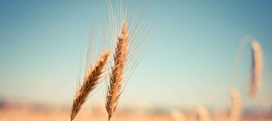 Palermo – Proroga fino al 31 dicembre 2021 dell’obbligo di indicazione dell’origine del grano