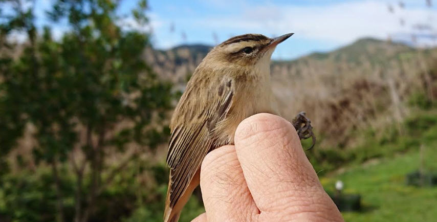 Natura: Forapaglie in migrazione scoperto per le attività di inanellamento dei volatili a Pergusa.