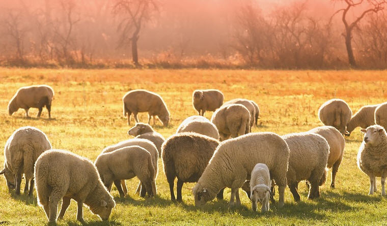 Enna – Pastori aggrediti mentre portavano gli animali al pascolo, divieto di avvicinamento per un presunto aggressore