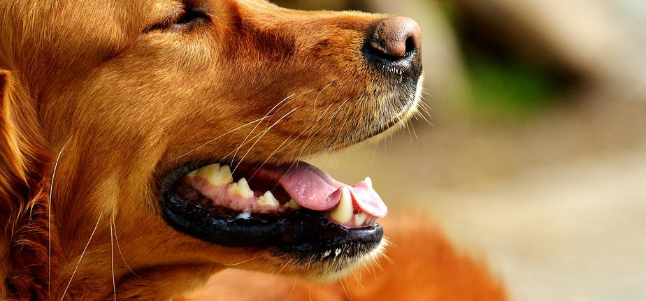 Piazza Armerina: spara ad un cane randagio denunciato dai carabinieri –  Il WWF : “Ci costituiremo come parte civile”