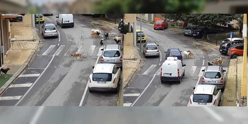 Piazza Armerina – Randagismo: branco di cani in via Machiavelli. Situazione insostenibile.