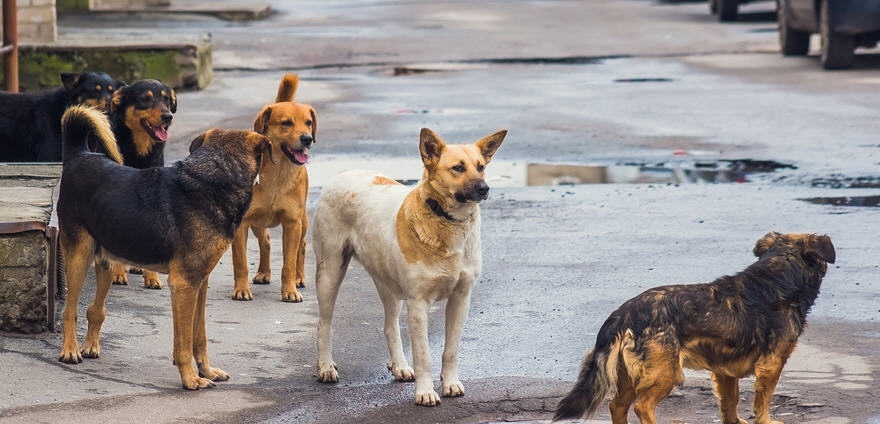 Piazza Armerina – Cani randagi nella zona Costantino, l’assessore Cugini convoca un tavolo tecnico.