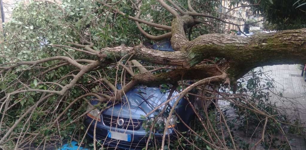 Piazza Armerina – Il vento abbatte un albero in via Roma