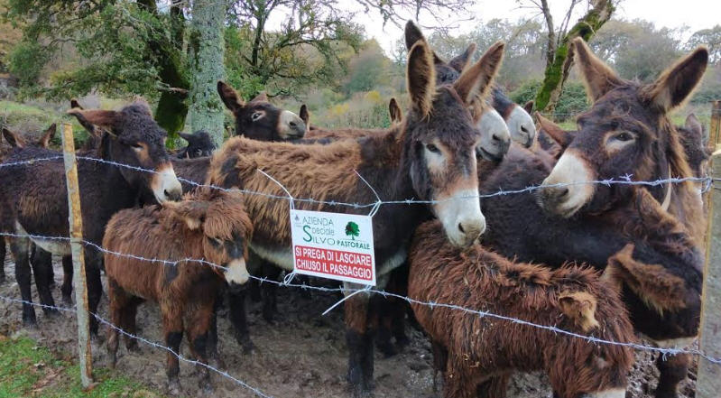 Un progetto per la legalità da Chiaramonte a Troina: cento asini ragusani ripopoleranno i boschi sottratti alla mafia