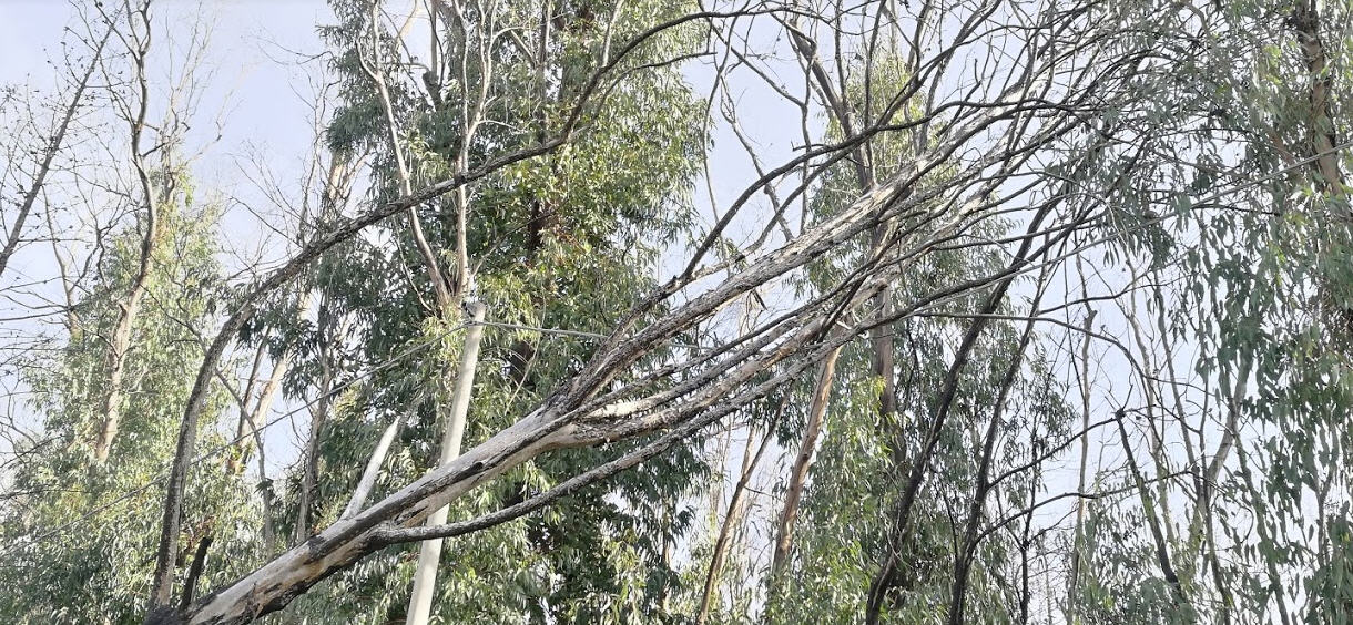 Piazza Armerina- Boschi Bellia: il sindaco dispone una verifica su potenziali rischi per la caduta di alberi