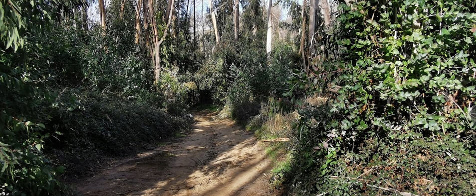 Piazza Armerina – Ordinanza del sindaco, chiusi i sentieri dei boschi Bellia