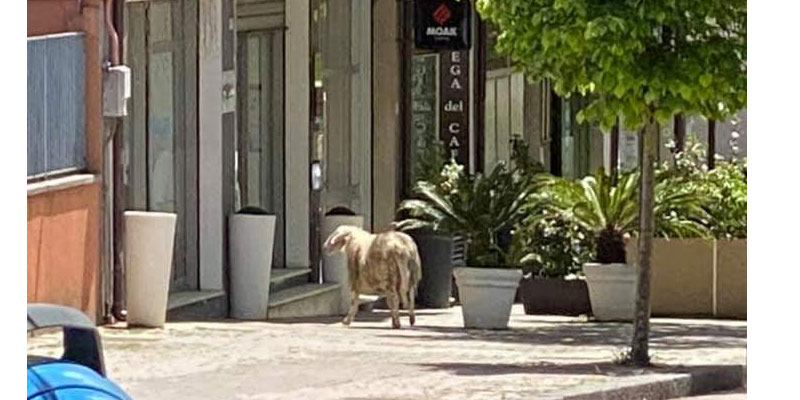 Piazza Armerina – Una pecora in città… buone notizie in arrivo?