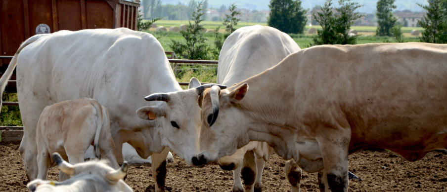 I N.A.S. sequestrato bestiame sottoposto a trattamenti terapeutici abusivi.