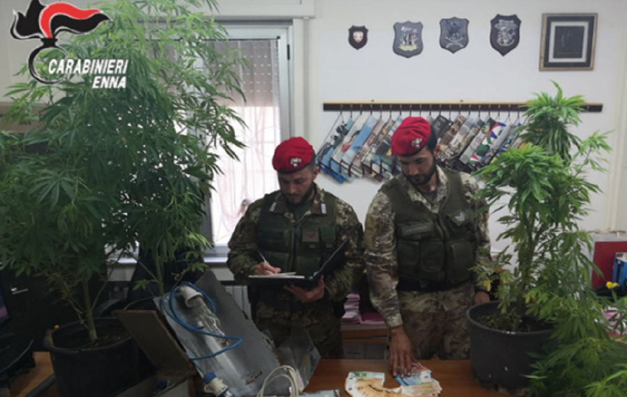 Centuriupe: i carabinieri scovano un coltivazione di piante di marijuana