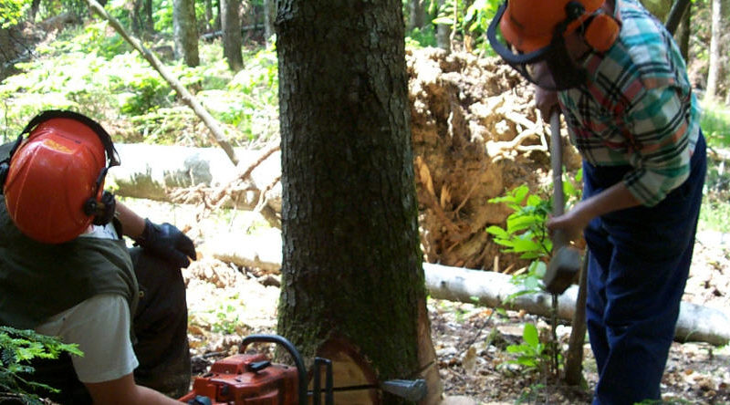 Forestali. Cracolici: all’Ars proposta Pd per riforma settore e razionalizzazione lavoratori