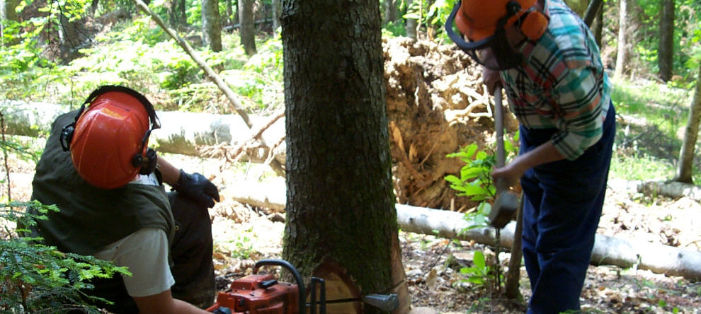 Forestali. Cracolici: all’Ars proposta Pd per riforma settore e razionalizzazione lavoratori