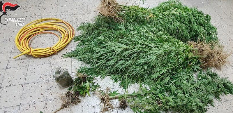 Piazza Armerina – Piantagione di di marijuana scoperta dai carabinieri in contrada Fegotto