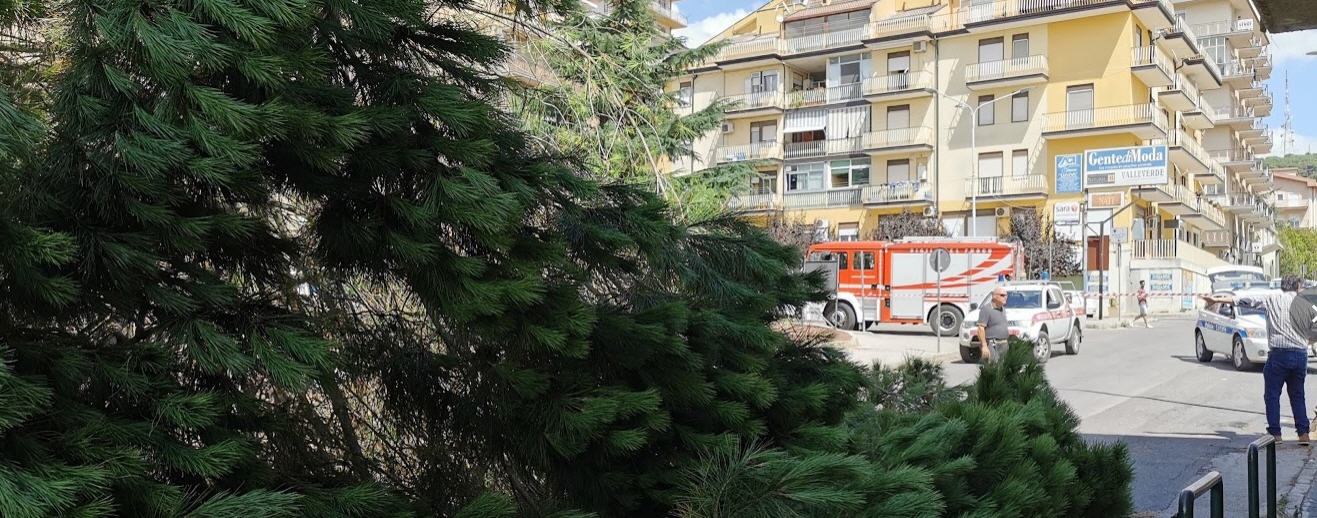 Piazza Armerina – Cade un grosso pino in piazza Caduti sul Lavoro. Nessun danno.