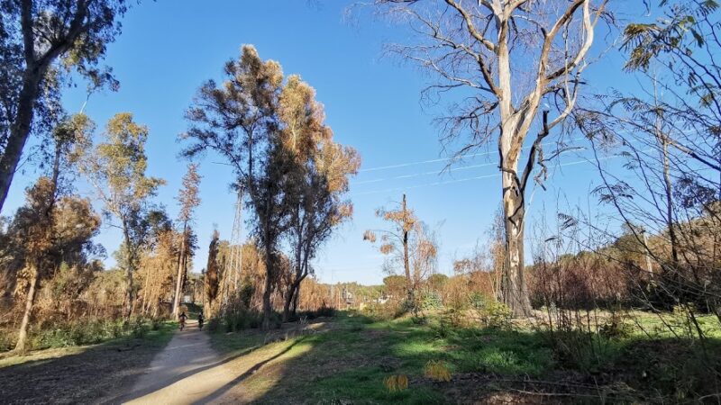 Rispetto per il “Percorso sportivo Bellia”: motocrossisti mettono a rischio l’incolumità degli sportivi. Un albero rischia di abbattersi sul sentiero