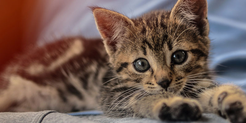 Piazza Armerina – Diecimila euro di multa per aver scalciato un gattino.