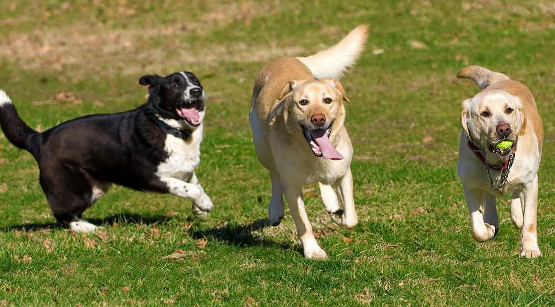 Valguarnera – Richiesta da alcuni consiglieri comunali un’area di “sgambamento” per cani