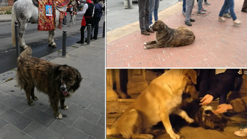 Piazza Armerina – La morte di Tigro, cane di città amico di tutti. Una statua per ricordarlo