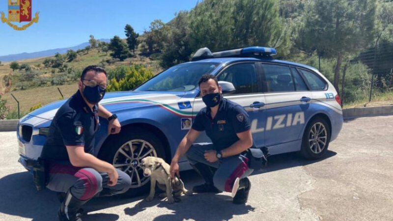 La Polizia di Stato di Enna salva un cagnolino che entrato in autostrada rischiava di morire