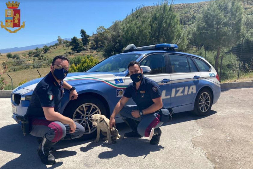 La Polizia di Stato di Enna salva un cagnolino che entrato in autostrada rischiava di morire