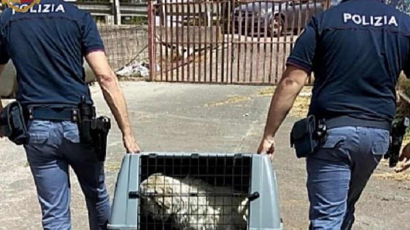 Maltrattamenti di animali: cani in catena sotto il sole. Intervento della polizia.