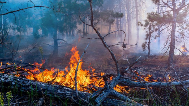 Piazza Armerina – Un tronco incenerito per non dimenticare gli incendi verrà piantumato nella rotonda nord.