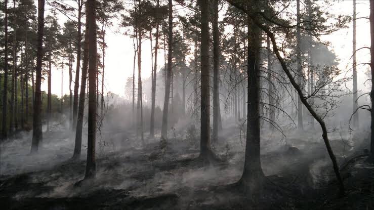 Sopralluogo del sindaco di Enna a Pergusa nelle aree colpite dall’incendio