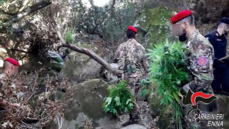 Scoperta dai Carabinieri una piantagione di marjuana a Centuripe