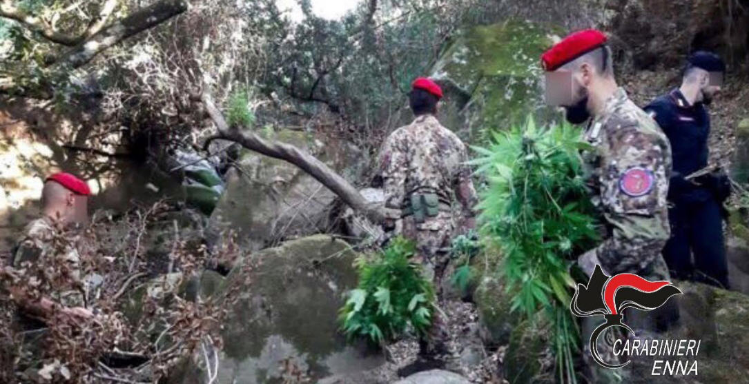 Scoperta dai Carabinieri una piantagione di marjuana a Centuripe