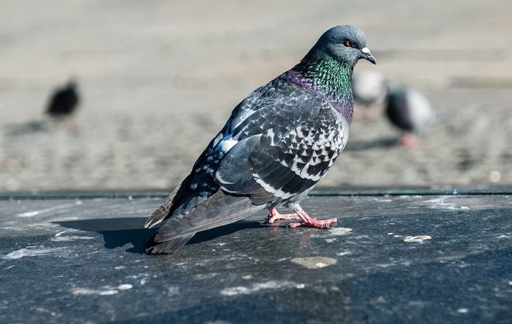 Piazza Armerina – L’On. Luisa Lantieri. “I colombi e il loro guano, un problema da risolvere con urgenza”