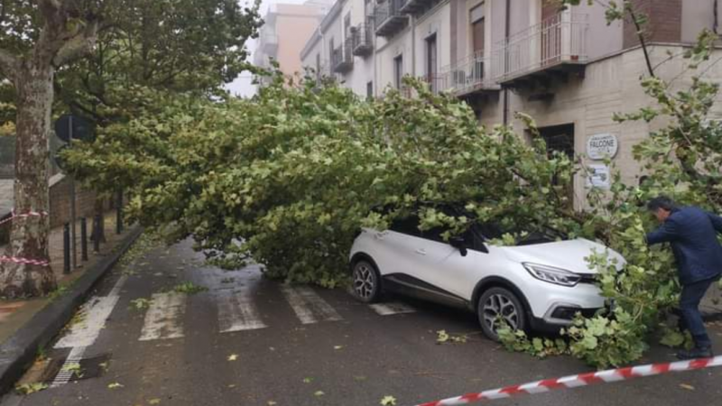 Piazza Armerina il mal tempo non da tregua: cade  un albero in via Gen. Ciancio