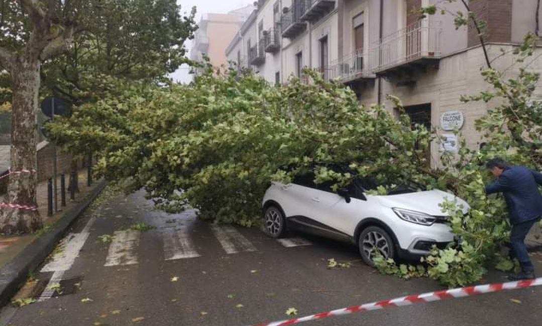 Piazza Armerina il mal tempo non da tregua: cade  un albero in via Gen. Ciancio