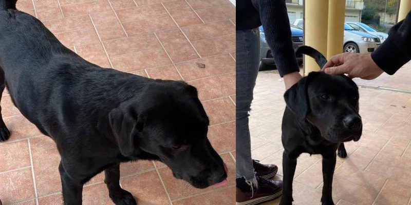 Piazza Armerina – Ritrovato un Labrador nero dalle parti di Via Alfieri