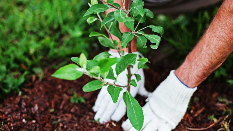 Piantumazione nel bosco degli alberi dell’iniziativa “Pianta un albero anche tu” voluta dal gruppo Orgoglio Partite Iva