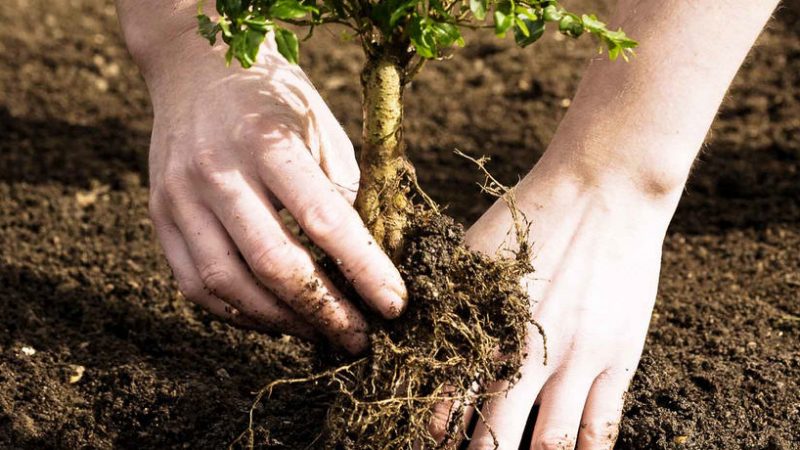 Piazza Armerina – “Pianta un’albero anche tu” prosegue l’iniziativa voluta dal gruppo O.P.I. 0 (0)
