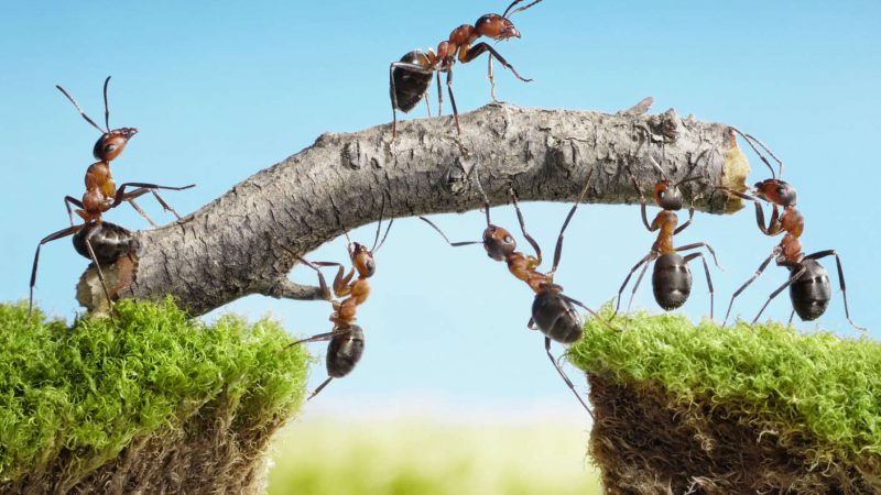 Le formiche si comportano come una rete neurale