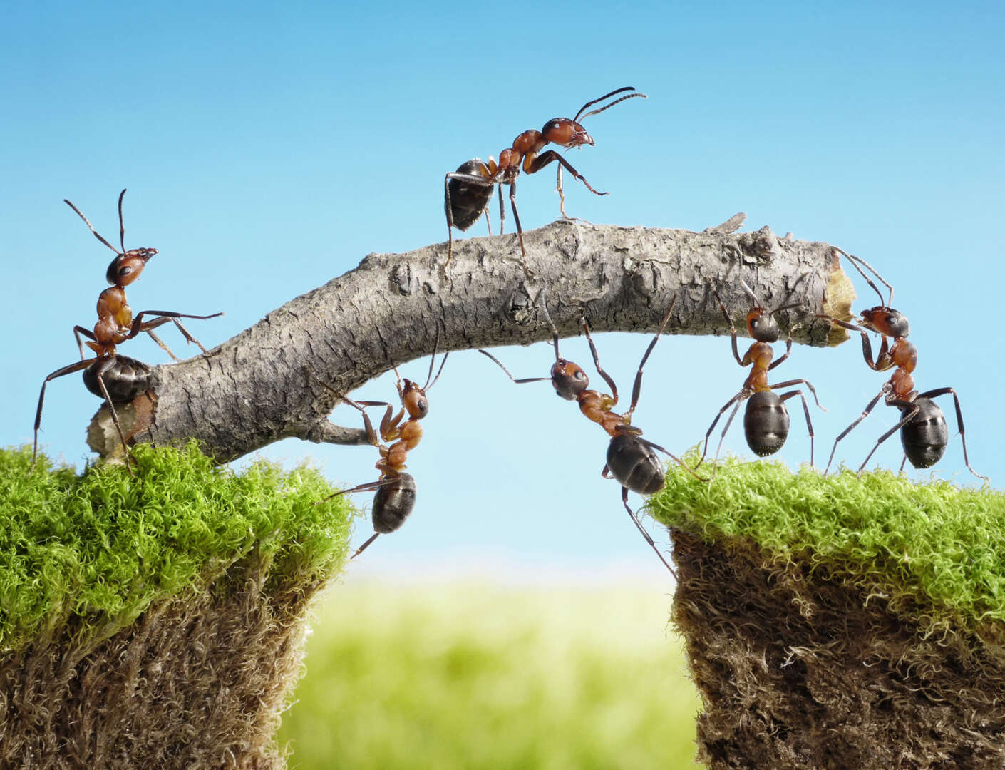 Le formiche si comportano come una rete neurale