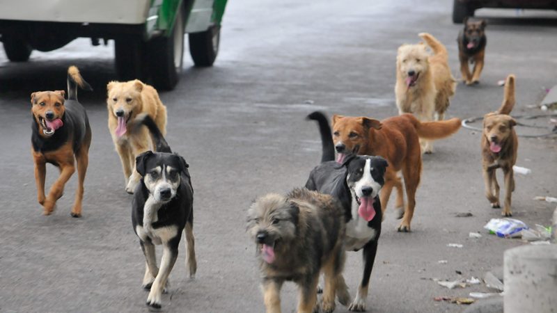 Legge sul randagismo, Miccichè: “Norma importante per risolvere il problema dei cani abbandonati in Sicilia”