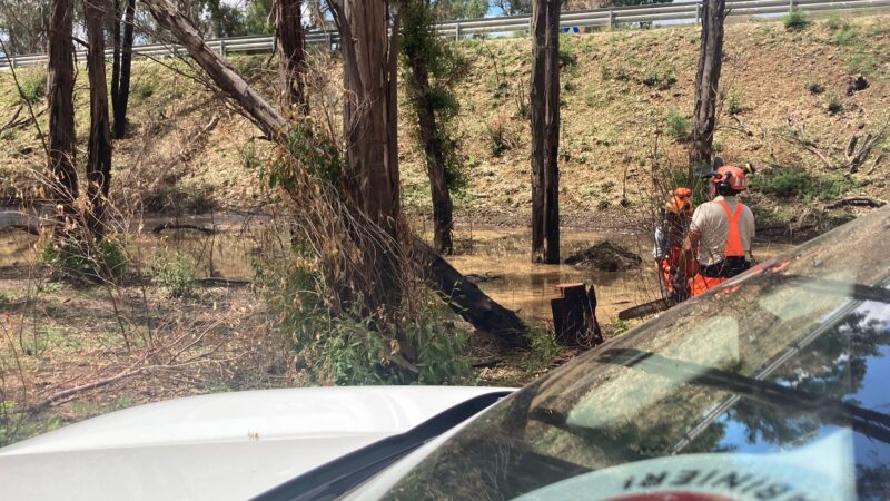 I Carabinieri forestali bonificano i boschi