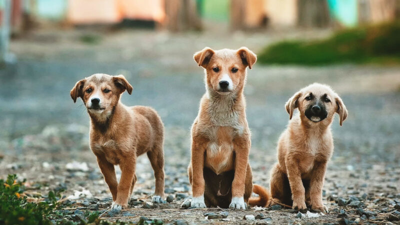 Enna – Il PD chiede chiarezza sulla vicenda dei cuccioli di cane abbandonati