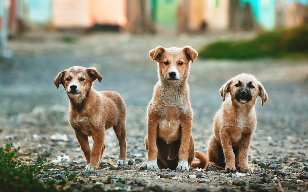 Enna – Il PD chiede chiarezza sulla vicenda dei cuccioli di cane abbandonati
