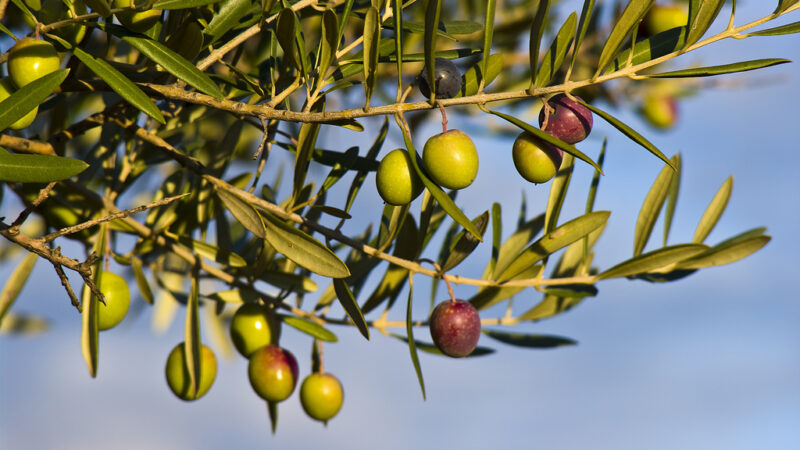 Villa Zagaria ospita la mostra pomologica di varietà di olivo